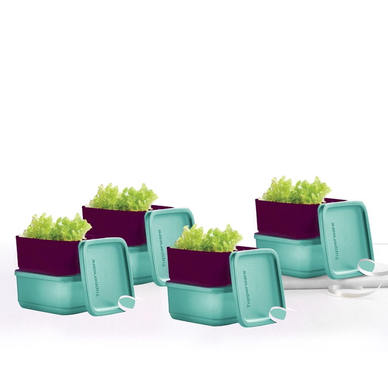 Tupperware Cubix 650ML Set of 2 – Fresh Food Storage – Tupperware